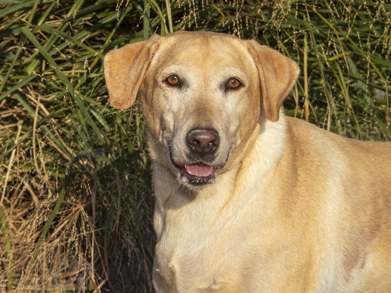 Pet of the week: Cookie